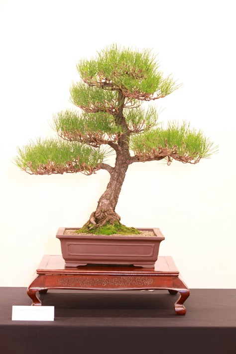 13 Japanese black pine