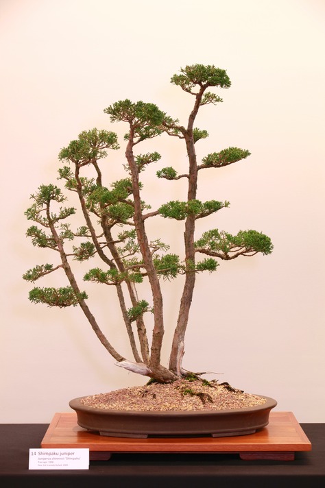 14 Shimpaku juniper