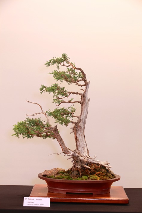 20 Golden Chinese juniper