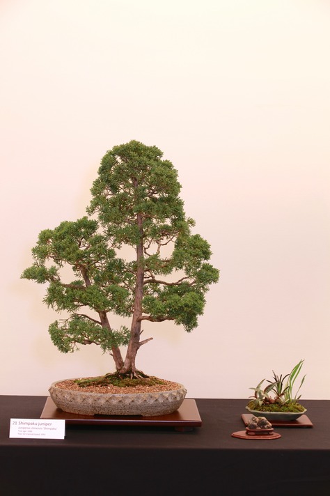 21 Shimpaku juniper