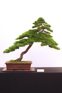 26 Dwarf Japanese garden juniper