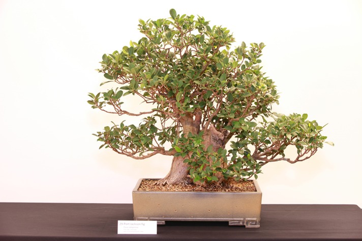 29 Port Jackson fig