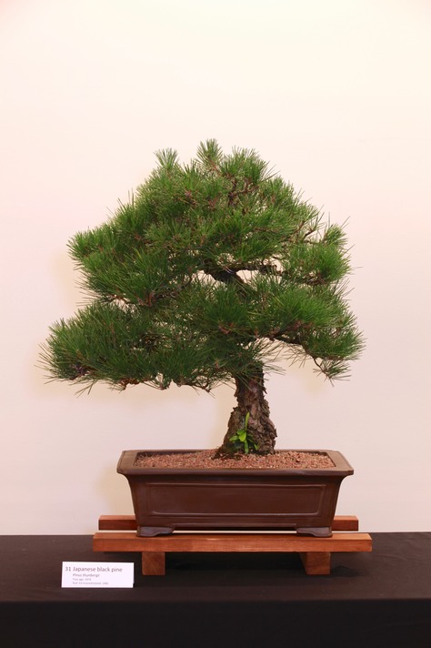 31 Japanese black pine