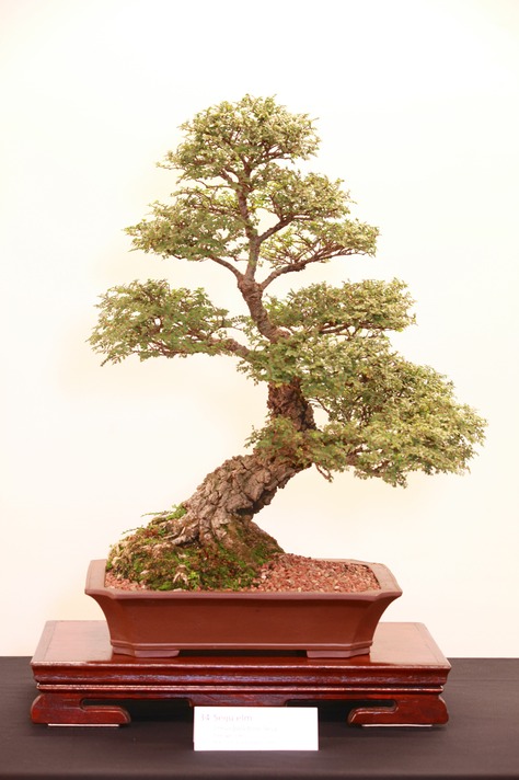 34 Seiju elm