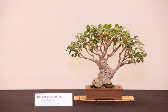 40 Port Jackson fig