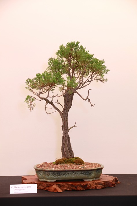 43 Black cypress pine