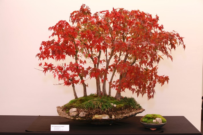 54 Japanese maple