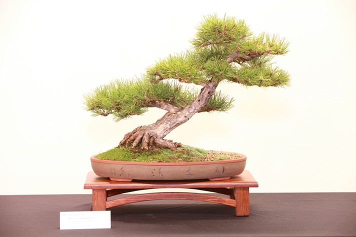 55 Scots pine or Western Yellow Pine