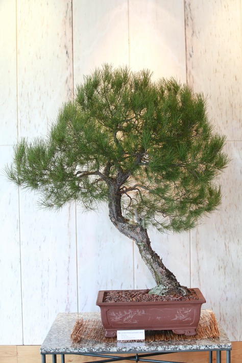 56 Unidentified Yamadori Pine