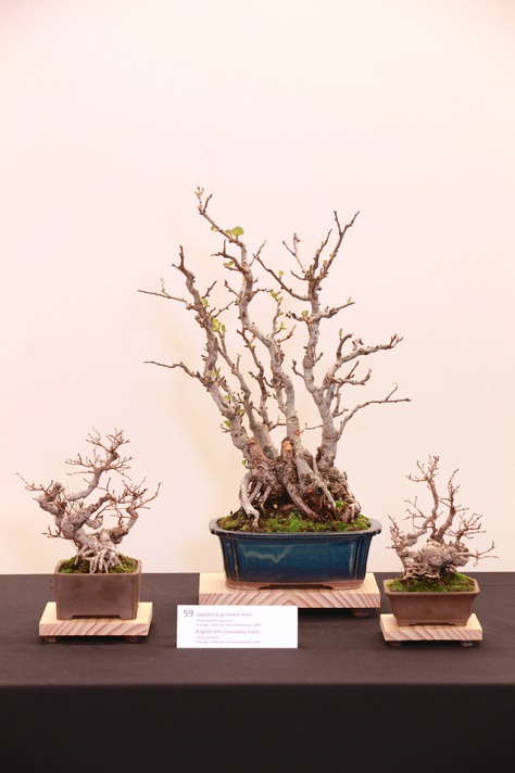 59 Japonica : English elm