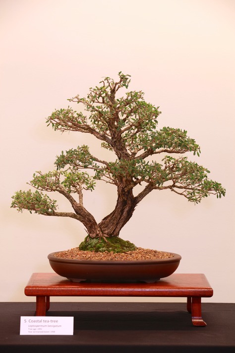 5 Coastal tea-tree