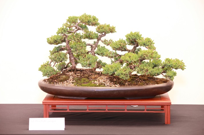 61 Prostrate juniper