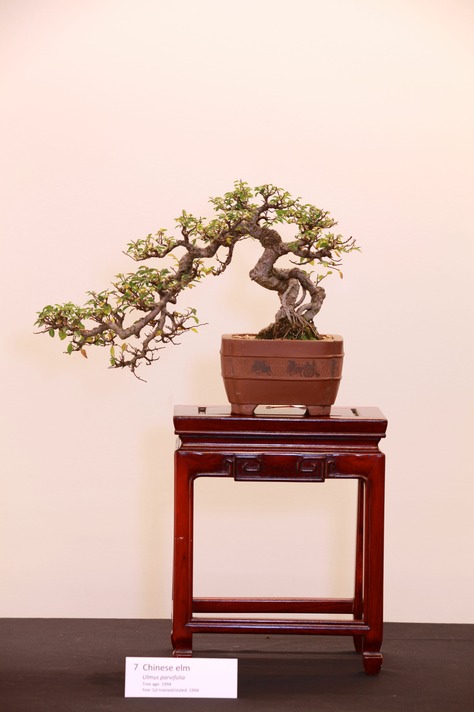 7 Chinese elm