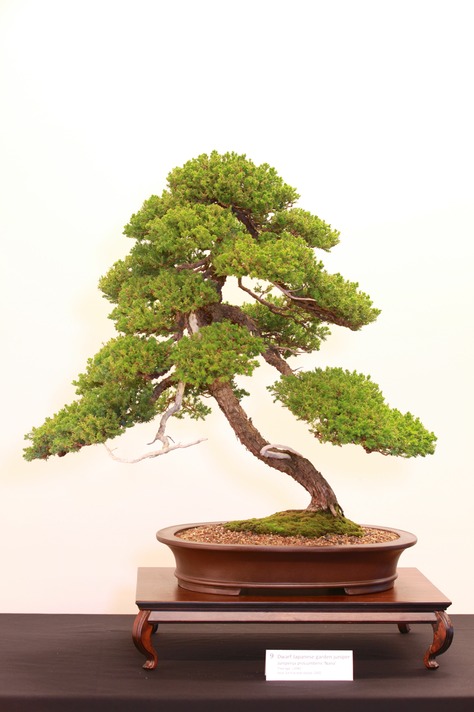 9 Dwarf Japanese garden juniper