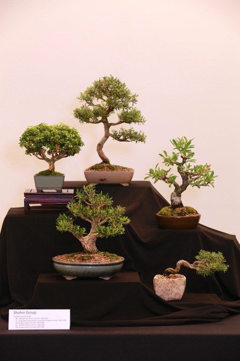 Shohin Group (48, 12, 50a, 53, 50b)