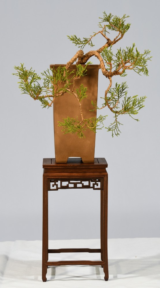 03-JP-Juniperus-sp