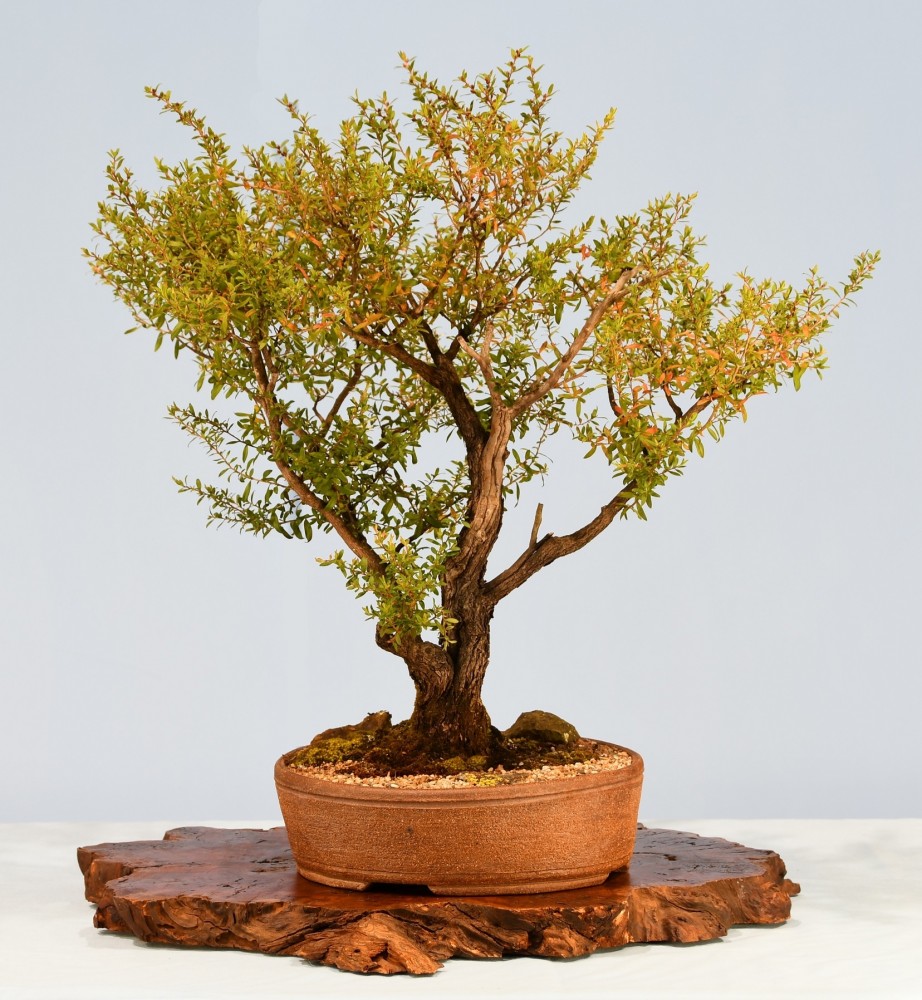 09-RH-Leptospermum-polygalifolium-montanum
