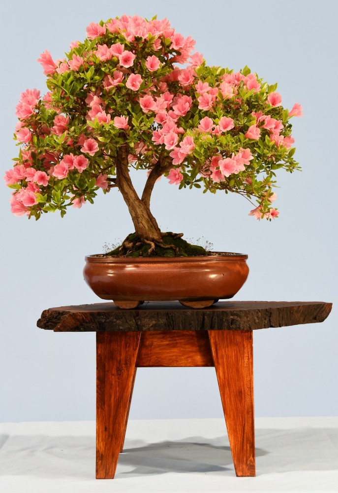 10-AD-Azalea-kurume-Kirin