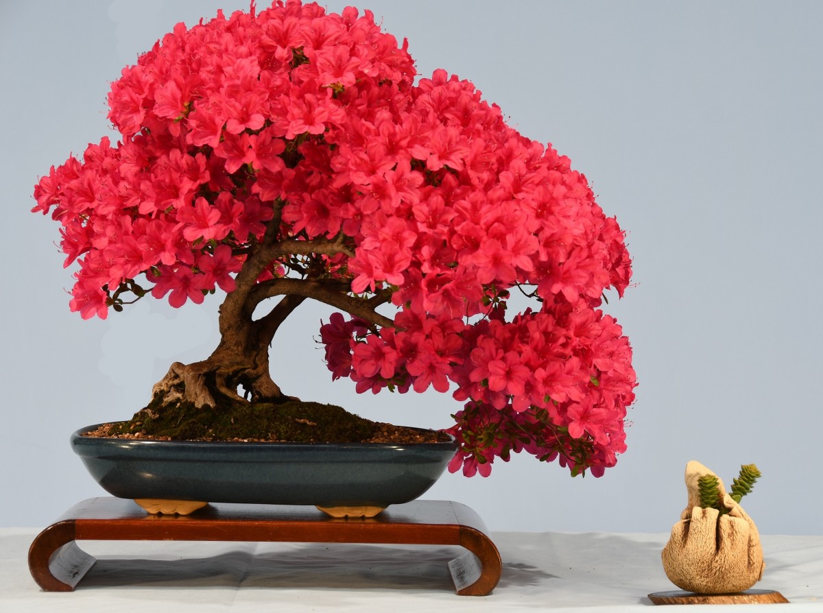 12-OS-Azalea-kurume