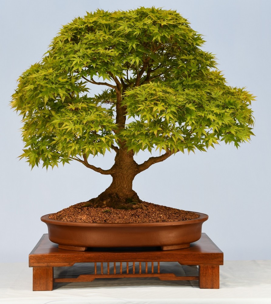 13-SG-Acer-palmatum