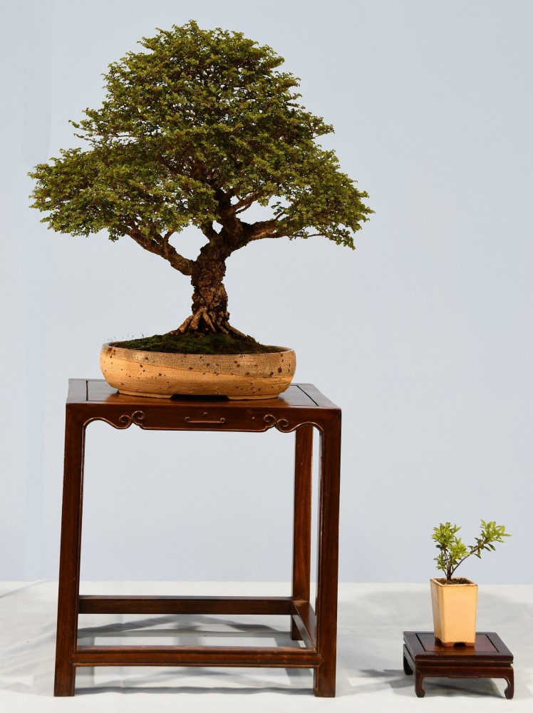 17-JM-Ulmus-parvifolia-Hokkaido
