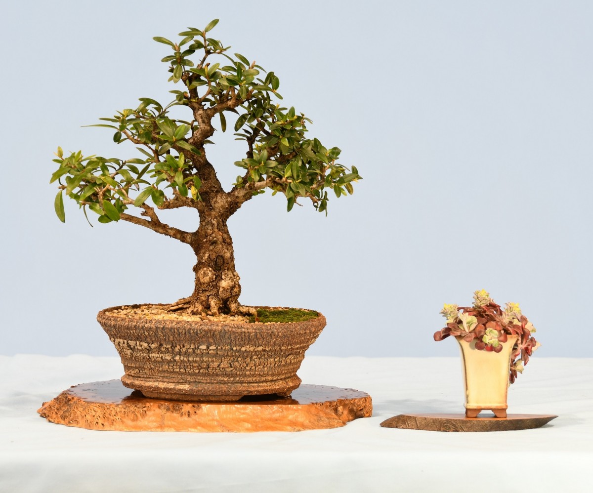 21-OS-Olea-europaea