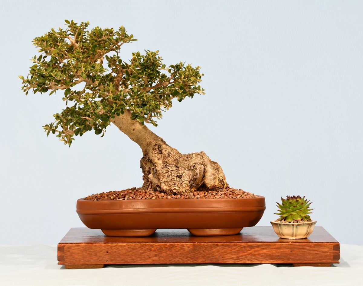 29-SK-Olea-europaea