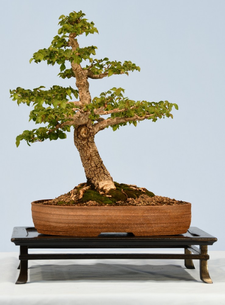 33-RS-Ulmus-procera