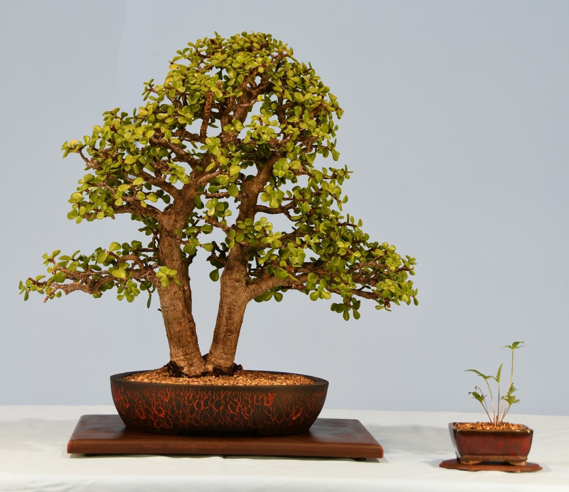 38-LVH-Portulacaria-afra