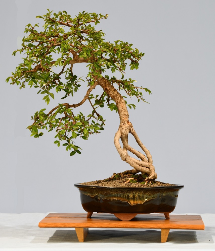 43-PR-Ulmus-parvifoloa