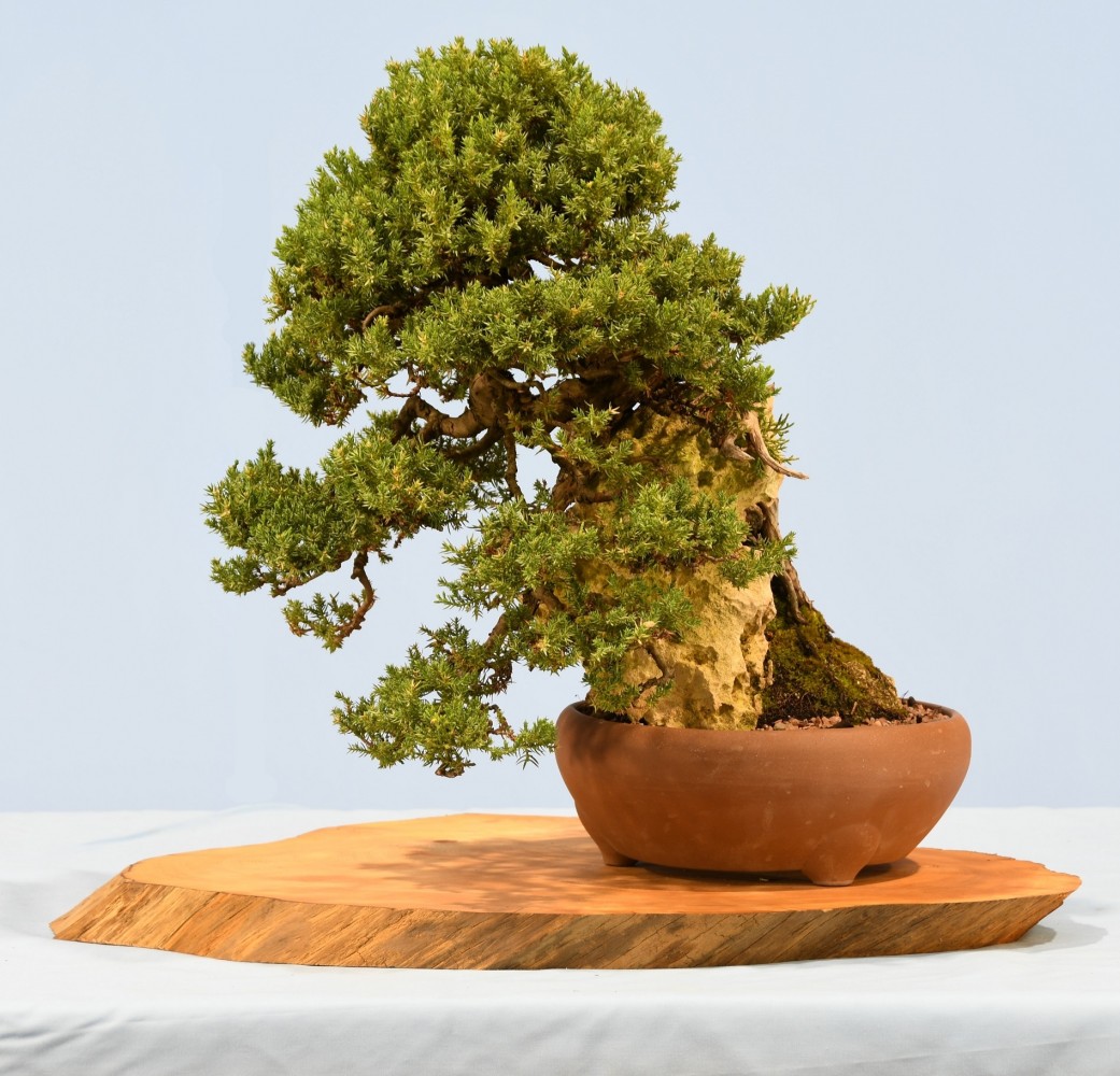 46-NH-Juniperus-procumbens-Nana