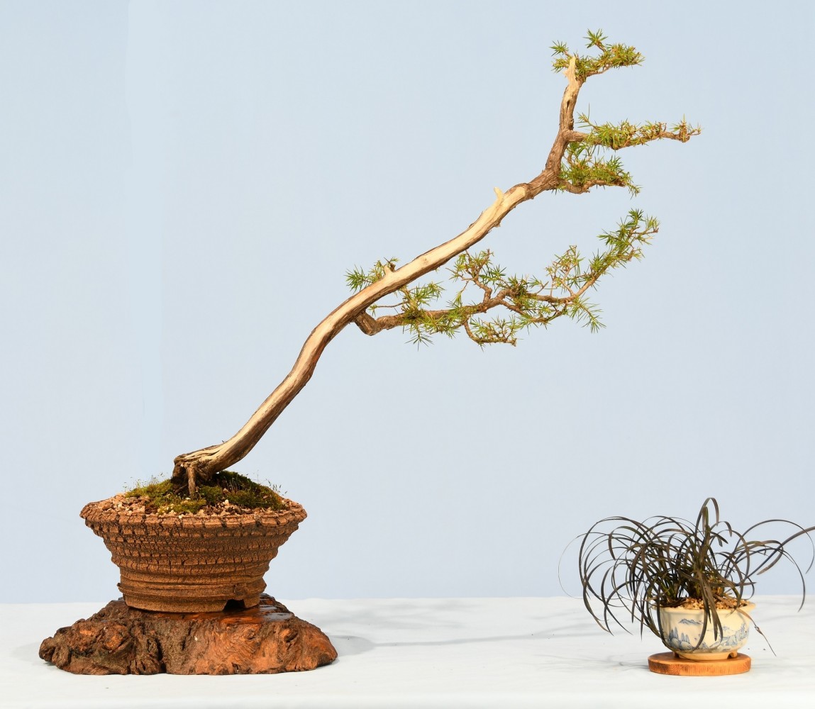 56-JM-Juniperus-rigida