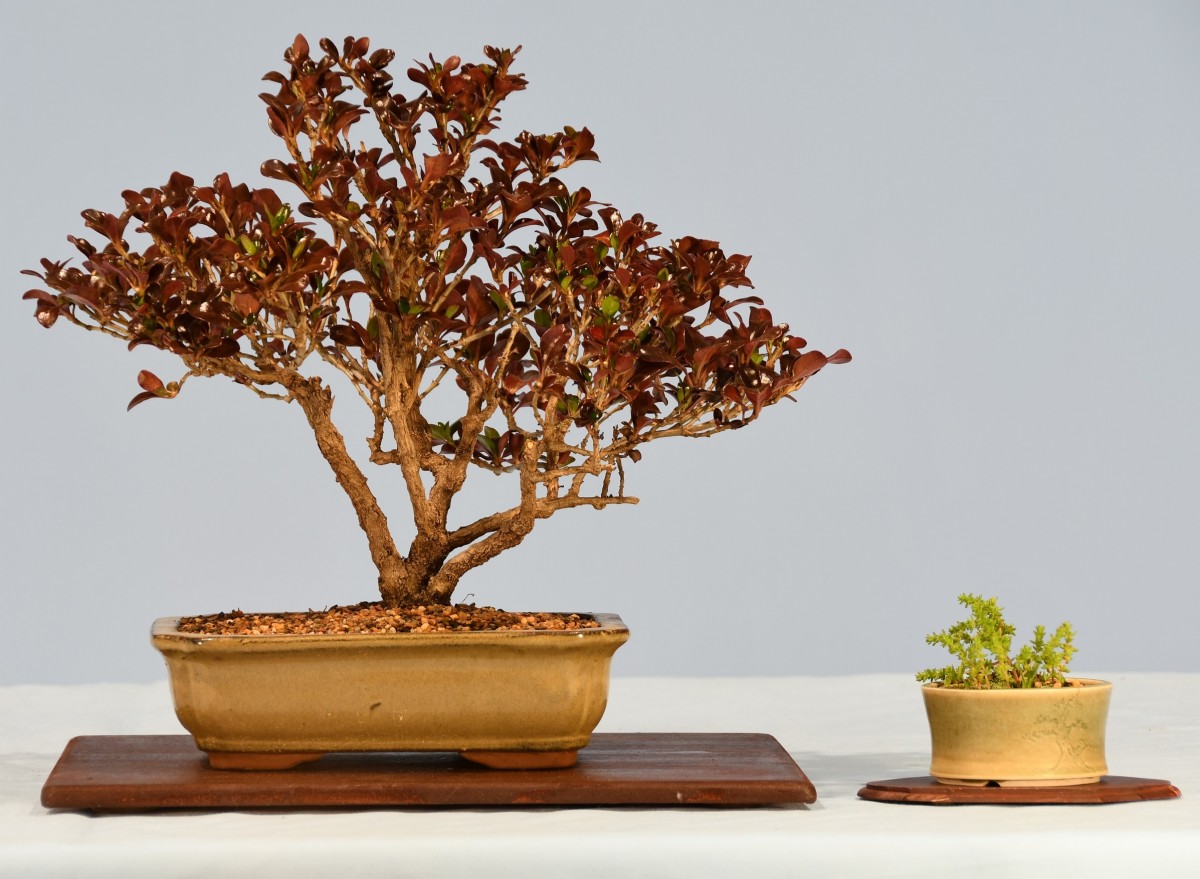 57-LVH-Coprosma