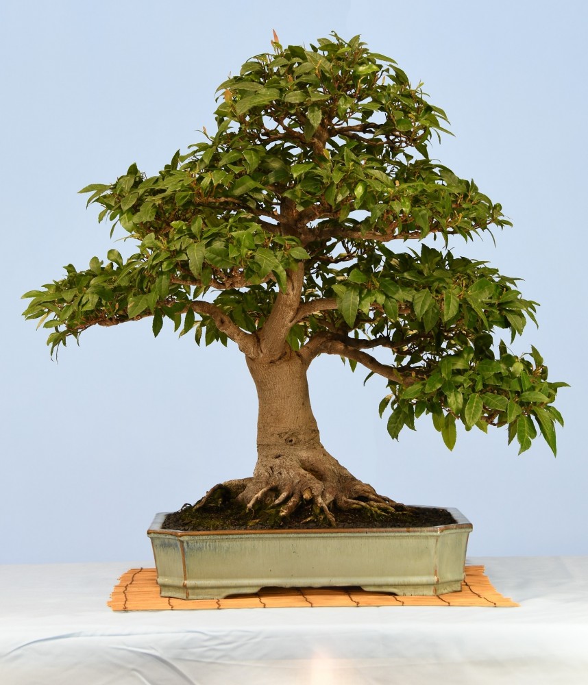 61-PH-Elaeocarpus-reticulatus