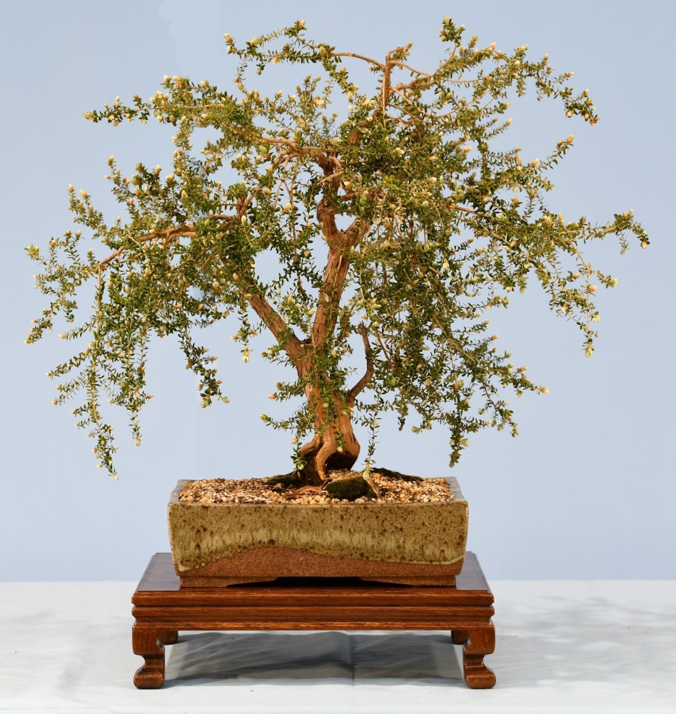 63-KD-Leptospermum-lanigerum