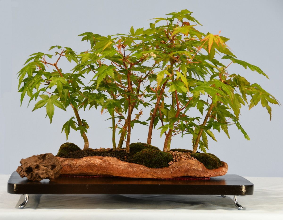 69-LF-Acer-palmatum-Sango-kaku