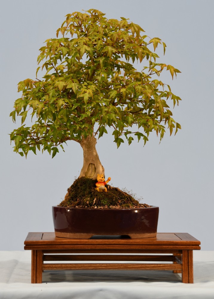 71-NH-Acer-buergerianum