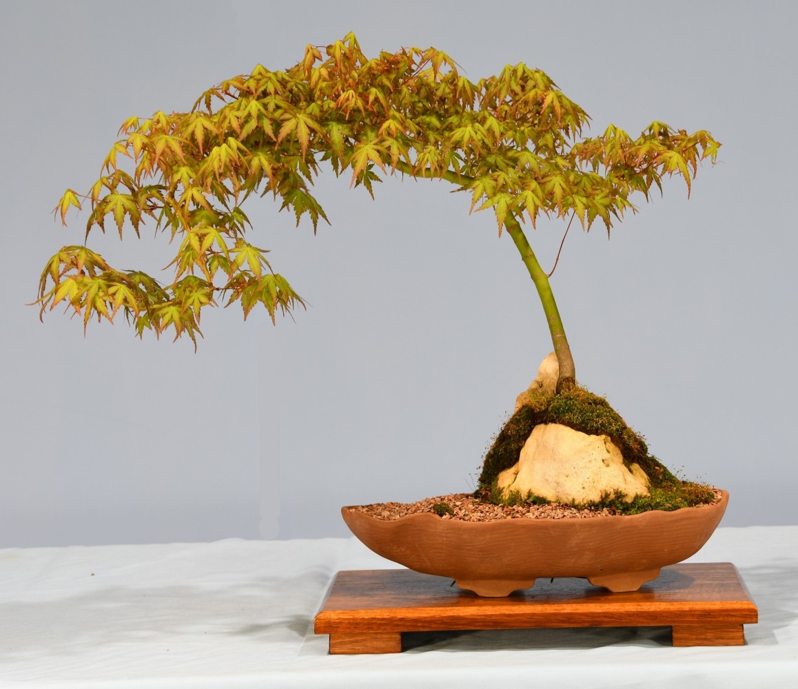 74-JT-Acer-palmatum
