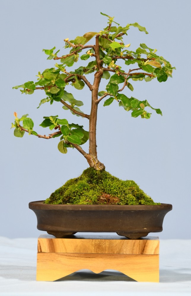 77-JR-Chaenomeles-sinensis