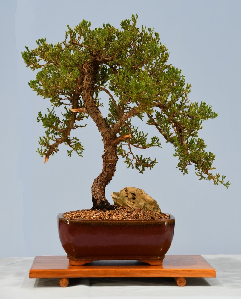 78-SC-Juniperus-squamata