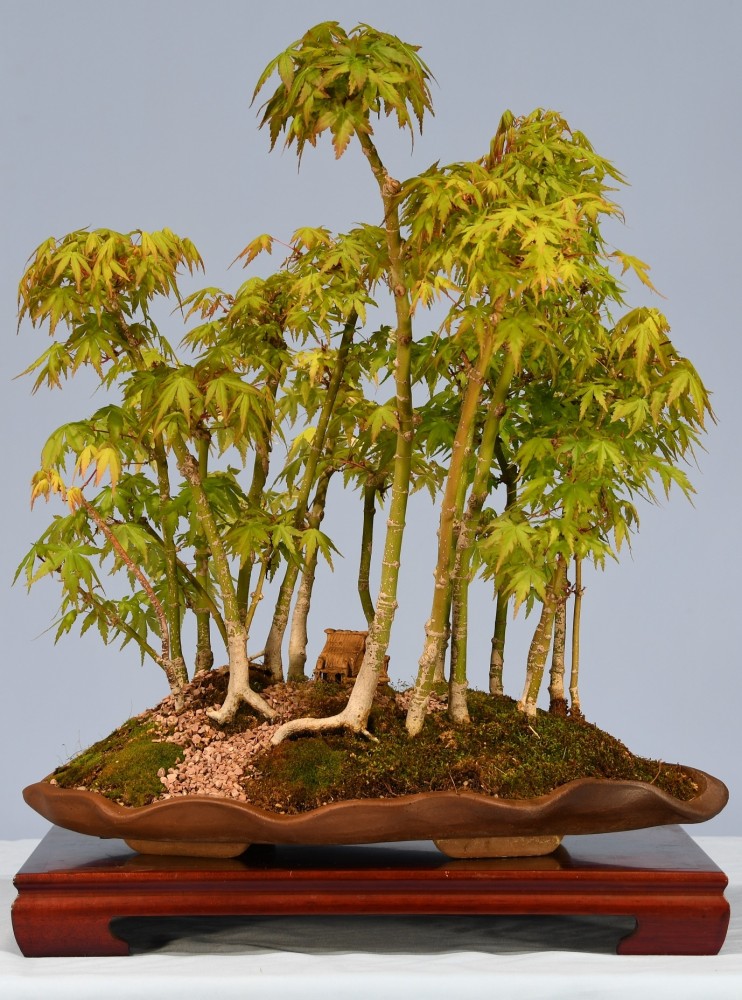 80-SQ-Acer-palmatum