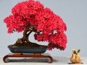12-OS-Azalea-kurume
