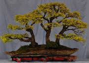 Tokonoma-Zelkova
