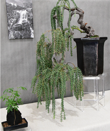 Acacia-Pavissima
