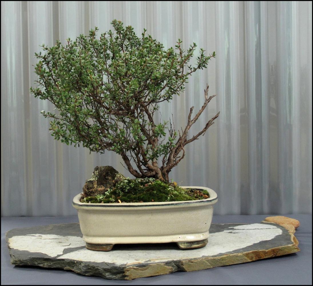 -01---Leptospermum-rupestre