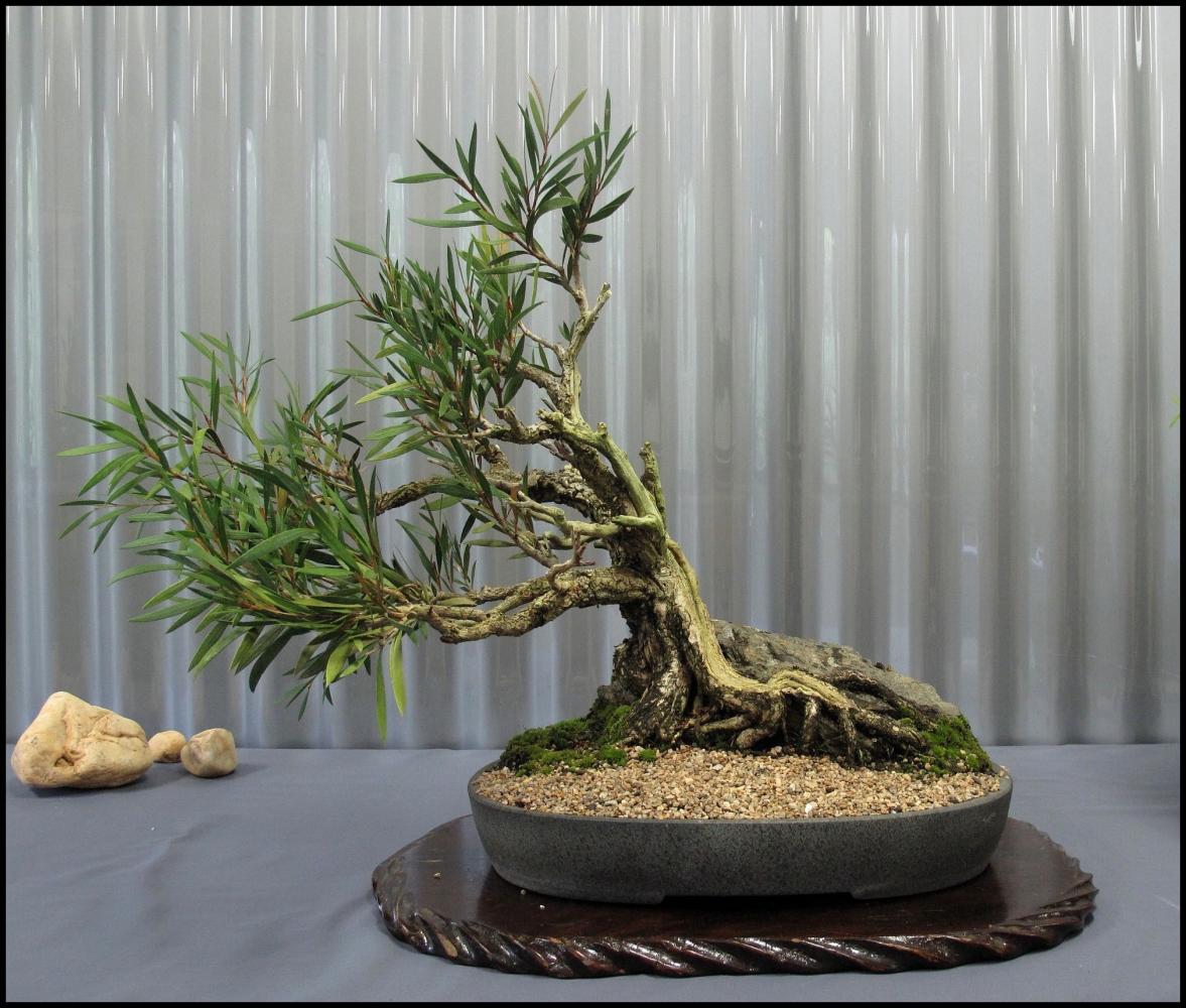 02---Callistemon-sieberi