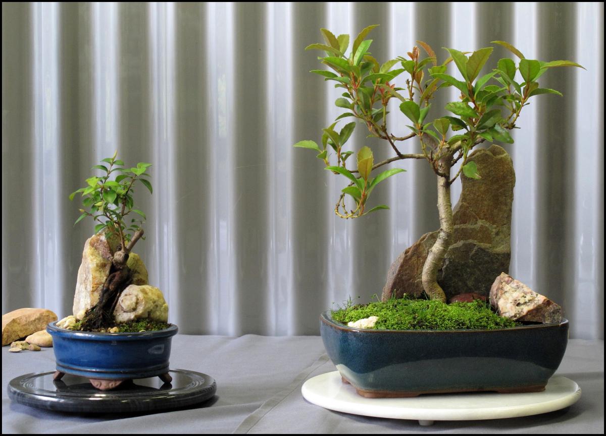 06---Doryphora-sassafras