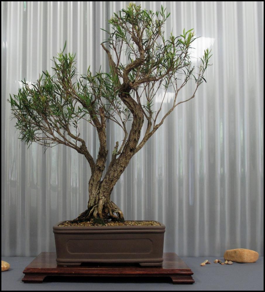 08---Callistemon-sp