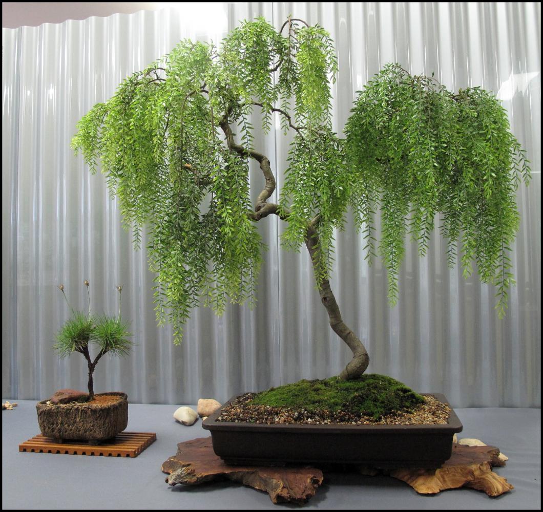 10---Acacia-howittii