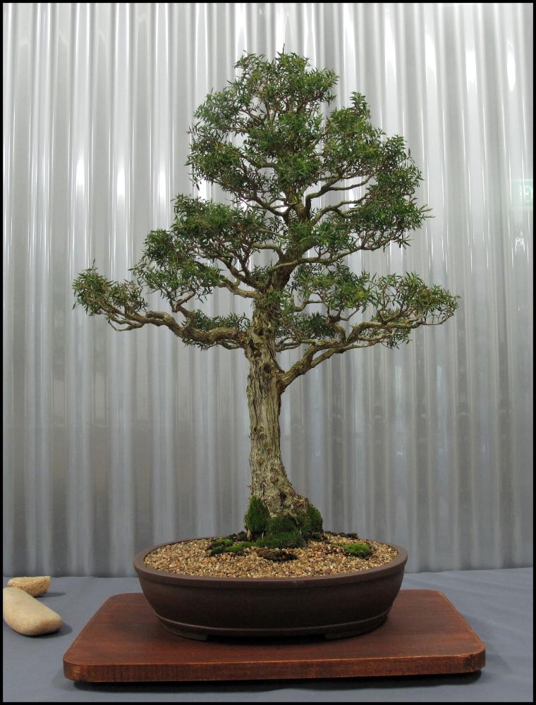 13---Melaleuca-styphelioides